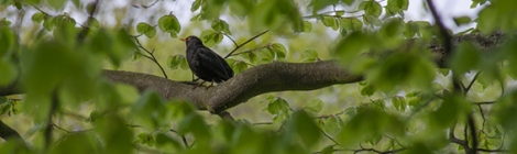 bird, black, animal, branch