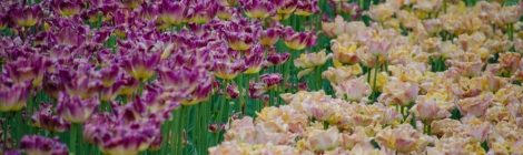 tulip, flowers, colors, nature